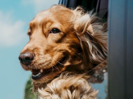 A dog with golden fur happily sticking its head out of a car window, enjoying the breeze on a sunny day.