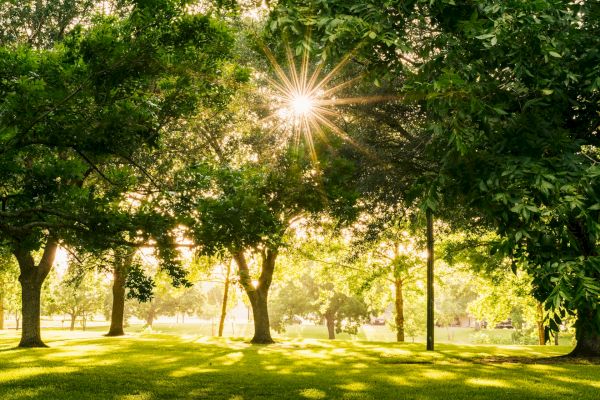 A sunlit park with lush green grass and vibrant trees, with sunlight filtering through the foliage creating a calming and serene atmosphere.