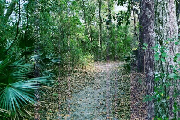A dirt path winds through a forest with dense foliage and tall trees, creating a serene and natural scene under a canopy of green leaves.