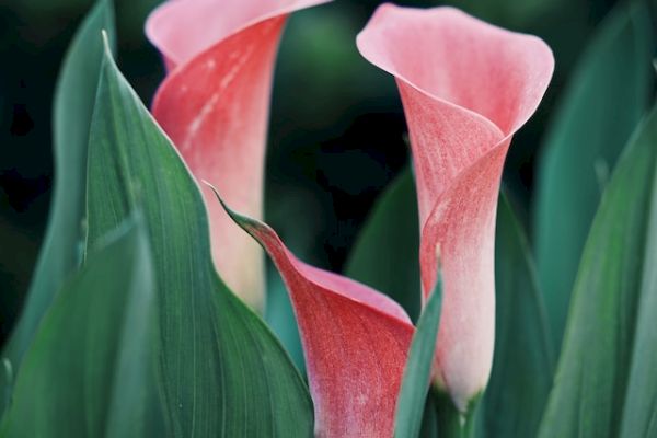 The image shows pink calla lilies surrounded by green leaves with a blurred background.